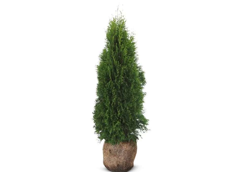 Lebensbaum Thuja Occidentalis Smaragd Heckenpflanze 120-140Cm