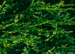 Lebensbaum Thuja Occidentalis Smaragd Heckenpflanze 120-140Cm