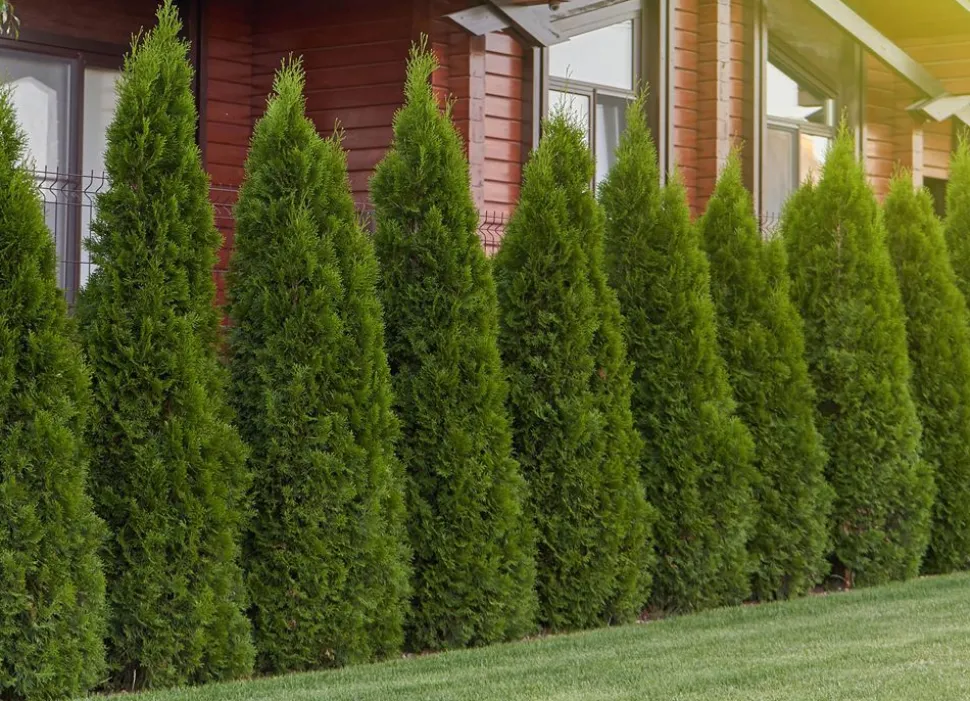 Lebensbaum Thuja Occidentalis Smaragd Heckenpflanze 120-140Cm