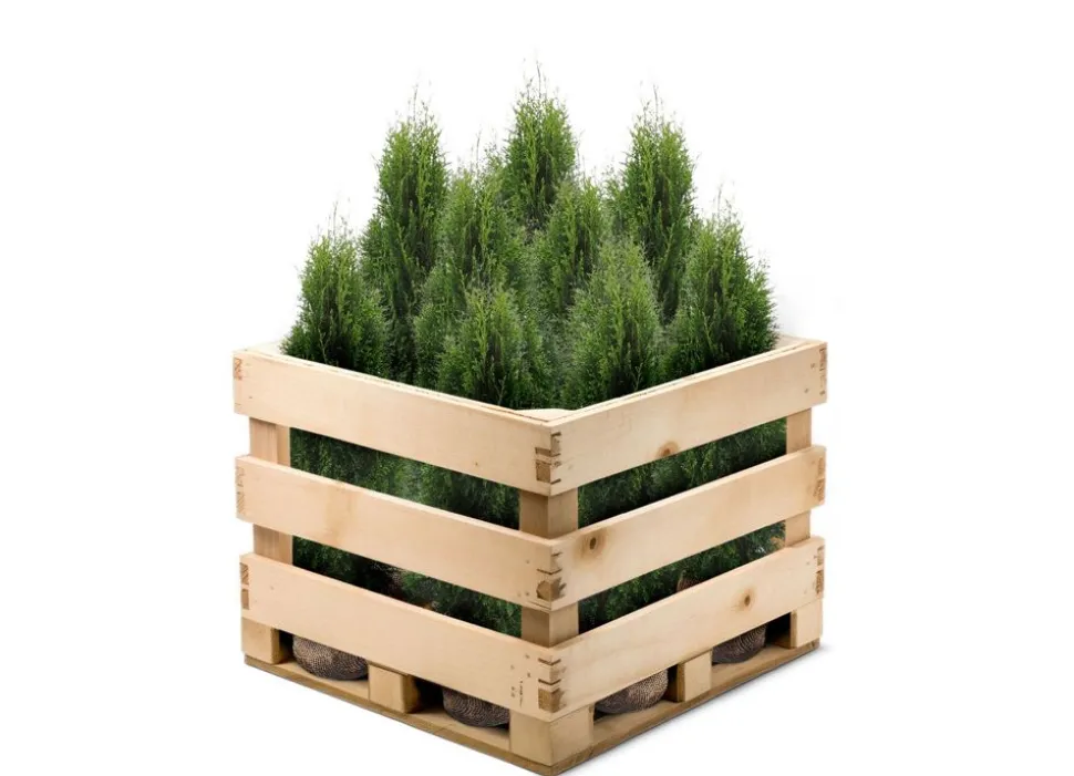 Lebensbaum Thuja Occidentalis Smaragd Heckenpflanze 120-140Cm