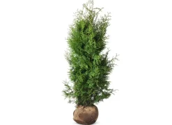 Lebensbaum Thuja Occidentalis Brabant Heckenpflanze 120-140Cm