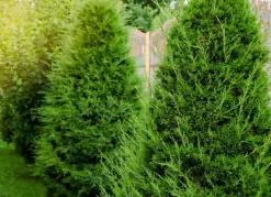 Lebensbaum Thuja Occidentalis Brabant Heckenpflanze 120-140Cm