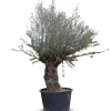 Olivenbaum Olea Europea Bonsai 200-240Cm