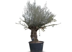 Olivenbaum Olea Europea Bonsai 200-240Cm