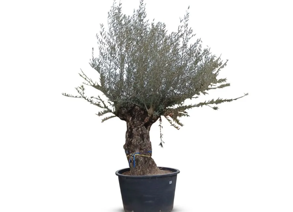 Olivenbaum Olea Europea Bonsai 200-240Cm