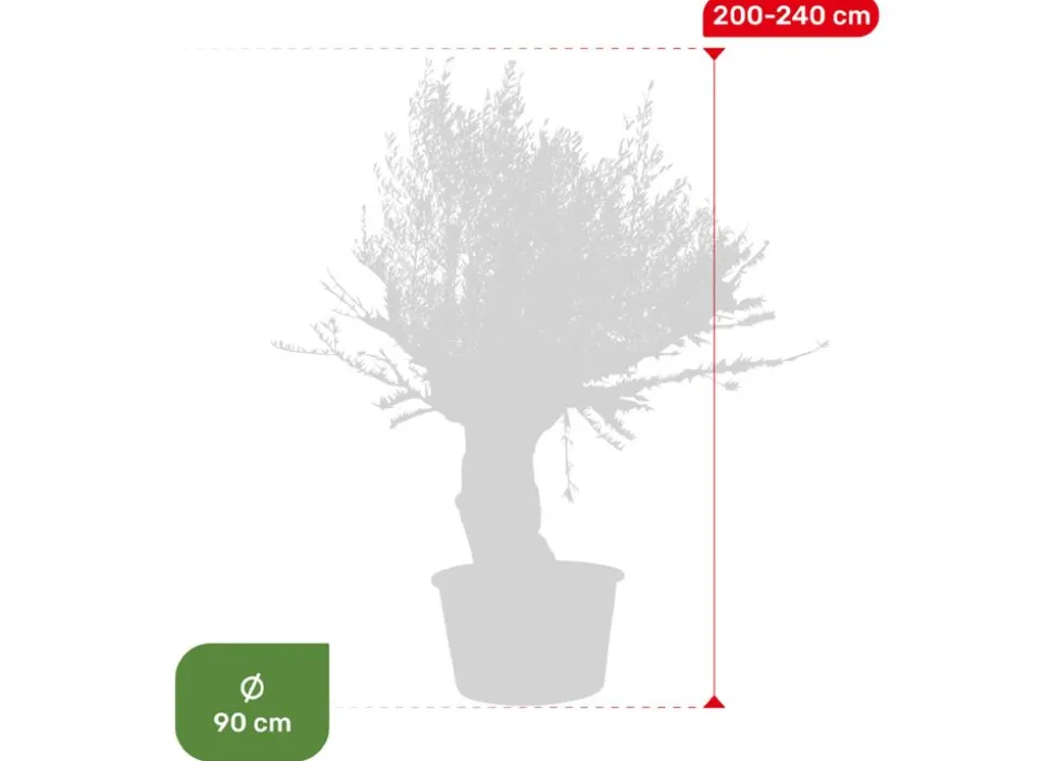 Olivenbaum Olea Europea Bonsai 200-240Cm