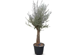 Olivenbaum Olea Europea Old Skin 200-240Cm