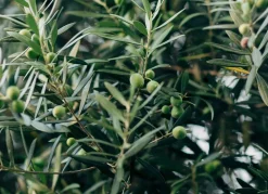 Olivenbaum Olea Europea Old Skin 200-240Cm