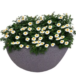 Ovaler Pflanztopf Stone 59X34Cm Grau
