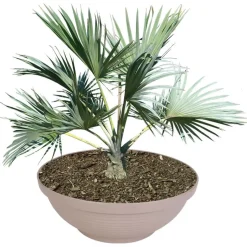 Pflanzschale Misa 65X24Cm Taupe