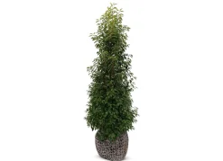 Portugiesische Lorbeerkirsche Prunus Lusitanica Angustifolia Heckenpflanze 200-225Cm
