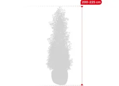 Portugiesische Lorbeerkirsche Prunus Lusitanica Angustifolia Heckenpflanze 200-225Cm