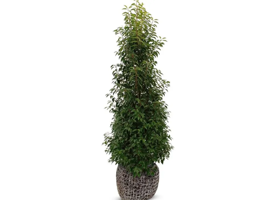 Portugiesische Lorbeerkirsche Prunus Lusitanica Angustifolia Heckenpflanze 175-200Cm