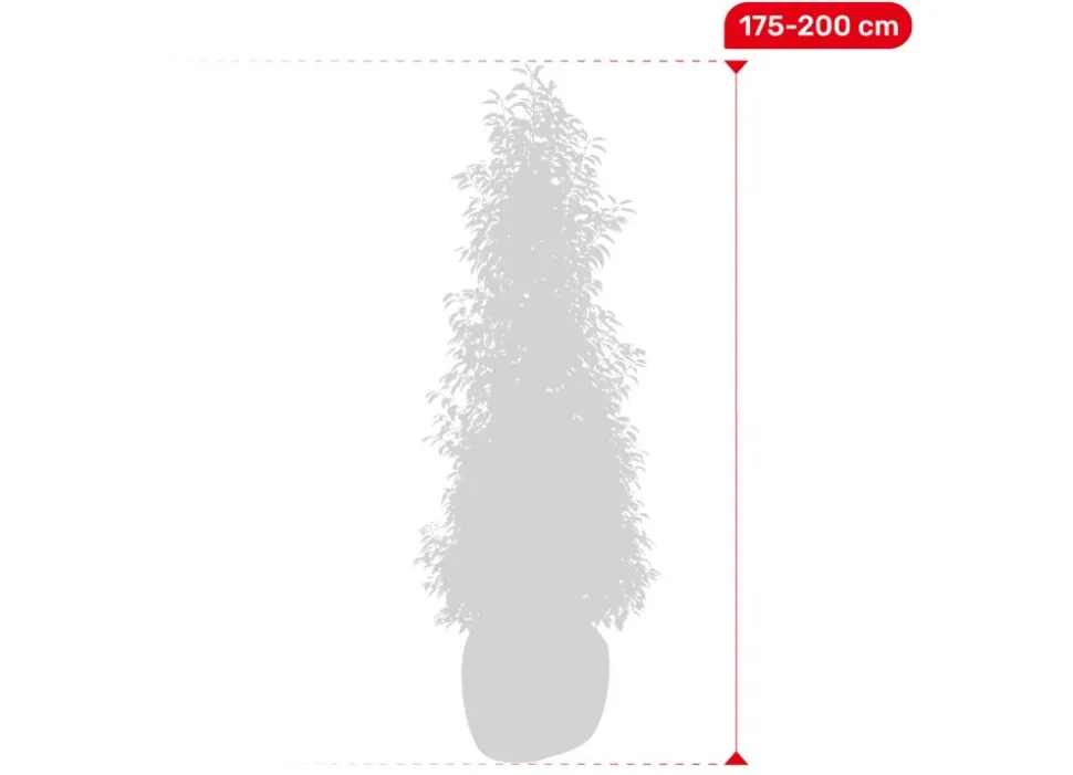 Portugiesische Lorbeerkirsche Prunus Lusitanica Angustifolia Heckenpflanze 175-200Cm