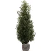 Portugiesische Lorbeerkirsche Prunus Lusitanica Angustifolia Heckenpflanze 150-175Cm