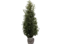 Portugiesische Lorbeerkirsche Prunus Lusitanica Angustifolia Heckenpflanze 150-175Cm