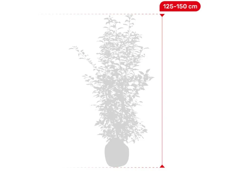 Portugiesische Lorbeerkirsche Prunus Lusitanica Angustifolia Heckenpflanze 125-150Cm