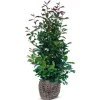 Rote Glanzmispel Photinia Fraseri Red Robin Heckenpflanze 175-200Cm