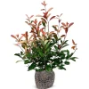 Rote Glanzmispel Photinia Fraseri Red Robin Heckenpflanze 150-175Cm