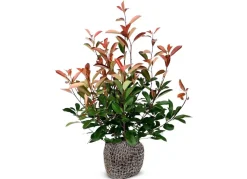Rote Glanzmispel Photinia Fraseri Red Robin Heckenpflanze 150-175Cm
