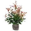 Rote Glanzmispel Photinia Fraseri Red Robin Heckenpflanze 125-150Cm