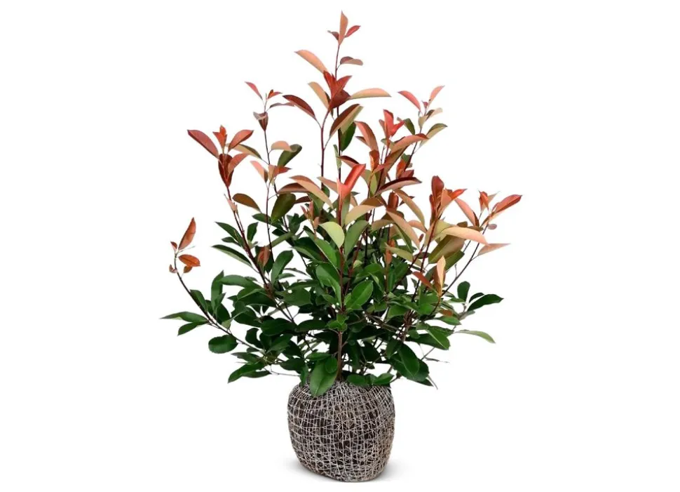 Rote Glanzmispel Photinia Fraseri Red Robin Heckenpflanze 125-150Cm