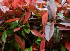 Rote Glanzmispel Photinia Fraseri Red Robin Heckenpflanze 125-150Cm