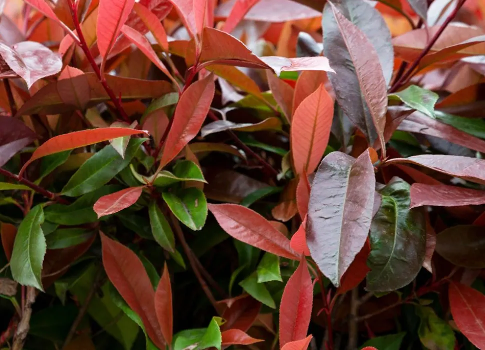Rote Glanzmispel Photinia Fraseri Red Robin Heckenpflanze 125-150Cm