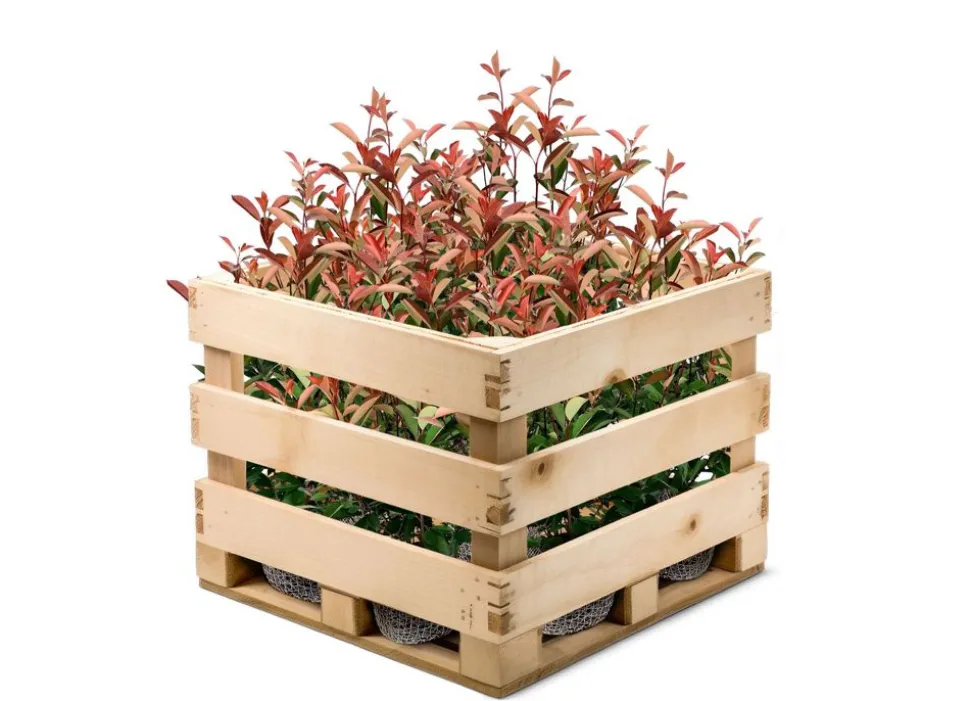 Rote Glanzmispel Photinia Fraseri Red Robin Heckenpflanze 125-150Cm