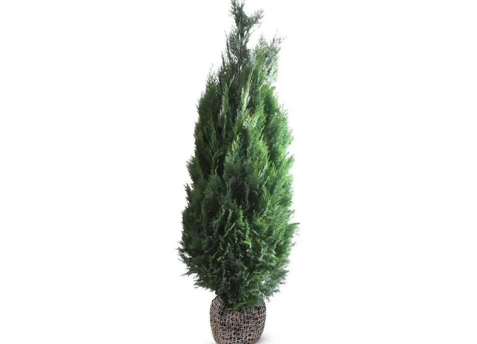 Scheinzypresse Heckenpflanze Chamaecyparis Lawsoniana Columnaris 180-200Cm