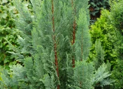 Scheinzypresse Heckenpflanze Chamaecyparis Lawsoniana Columnaris 180-200Cm