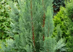 Scheinzypresse Heckenpflanze Chamaecyparis Lawsoniana Columnaris 160-180Cm