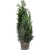 Scheinzypresse Heckenpflanze Chamaecyparis Lawsoniana Columnaris 140-160Cm