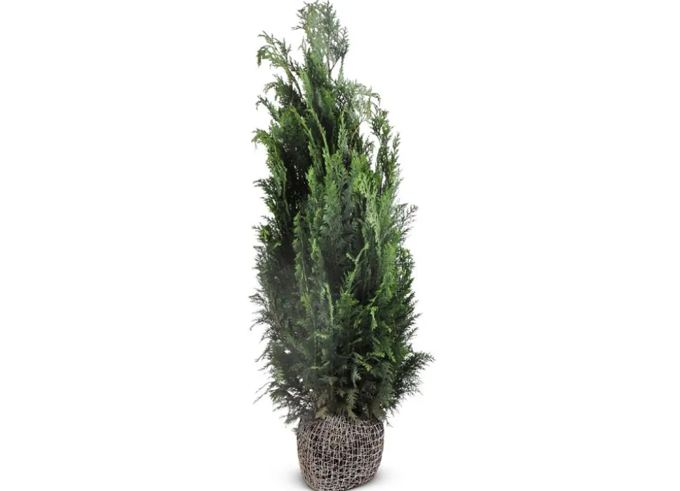 Scheinzypresse Heckenpflanze Chamaecyparis Lawsoniana Columnaris 140-160Cm