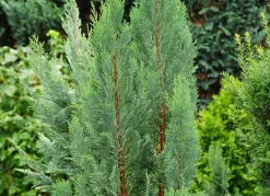 Scheinzypresse Heckenpflanze Chamaecyparis Lawsoniana Columnaris 140-160Cm