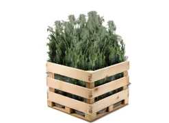 Scheinzypresse Heckenpflanze Chamaecyparis Lawsoniana Columnaris 140-160Cm