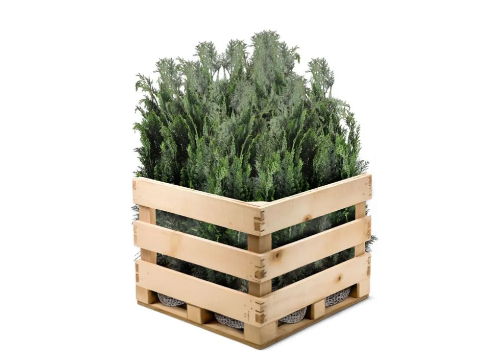 Scheinzypresse Heckenpflanze Chamaecyparis Lawsoniana Columnaris 140-160Cm