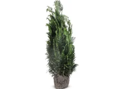 Scheinzypresse Heckenpflanze Chamaecyparis Lawsoniana Columnaris 120-140Cm