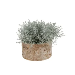 Ubertopf Birkenstamm 16,5X9Cm