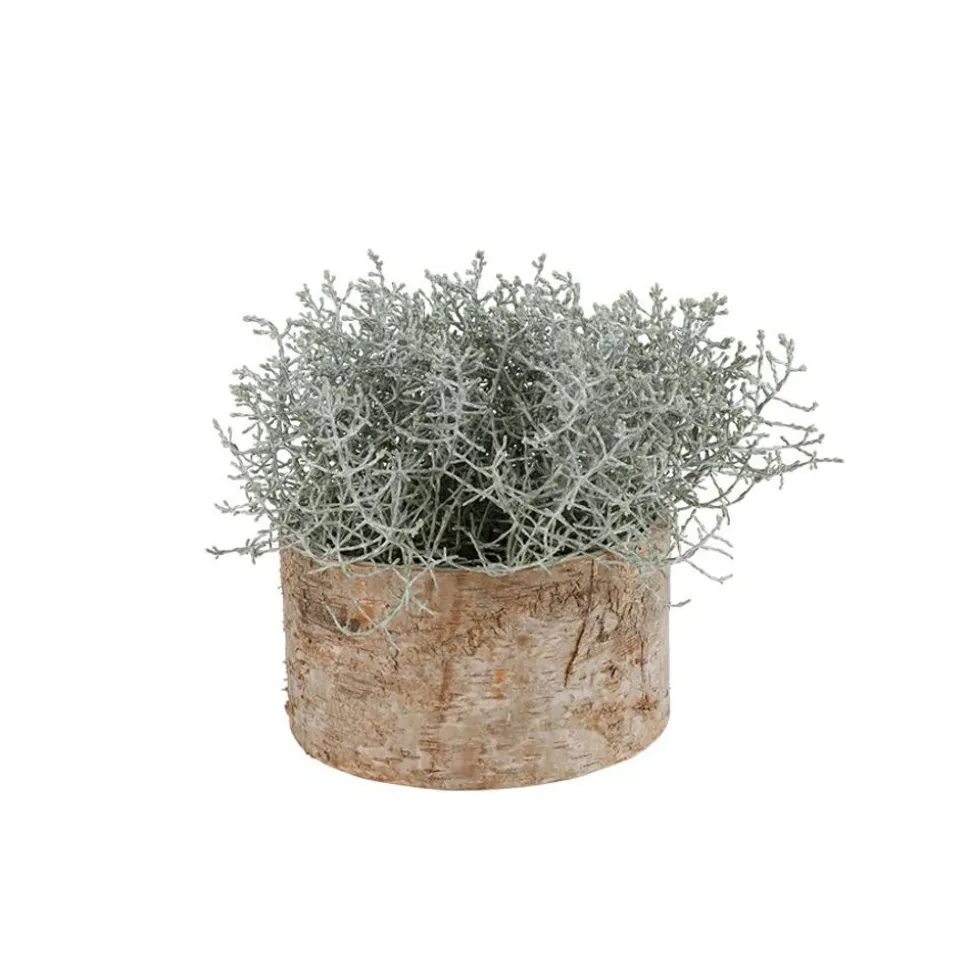 Ubertopf Birkenstamm 16,5X9Cm