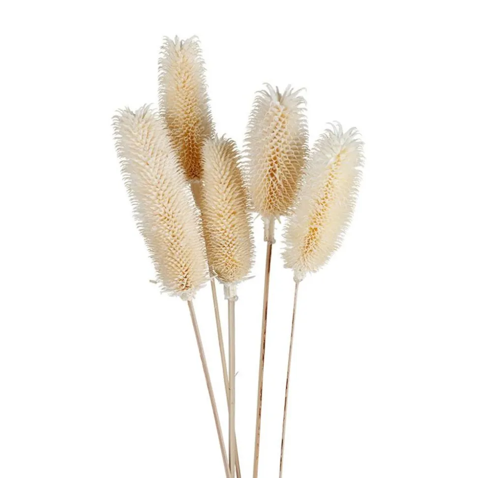 Weise Distel Getrocknet 70Cm 5-Teilig