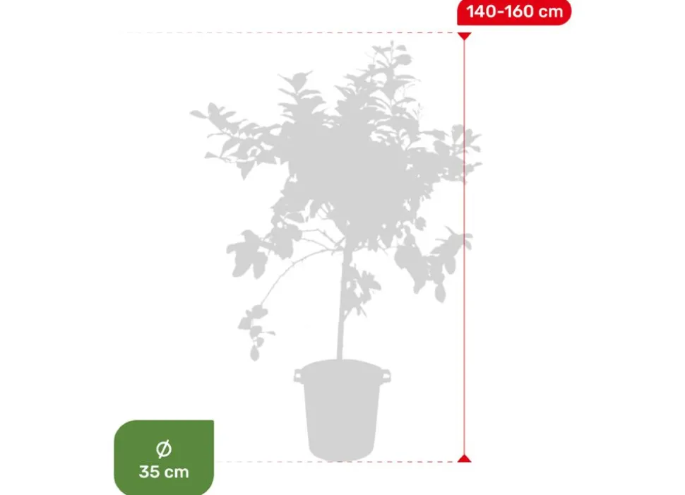 Zitronenbaum Citrus Limon 140-160Cm