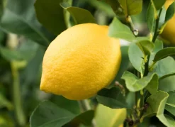 Zitronenbaum Citrus Limon 140-160Cm