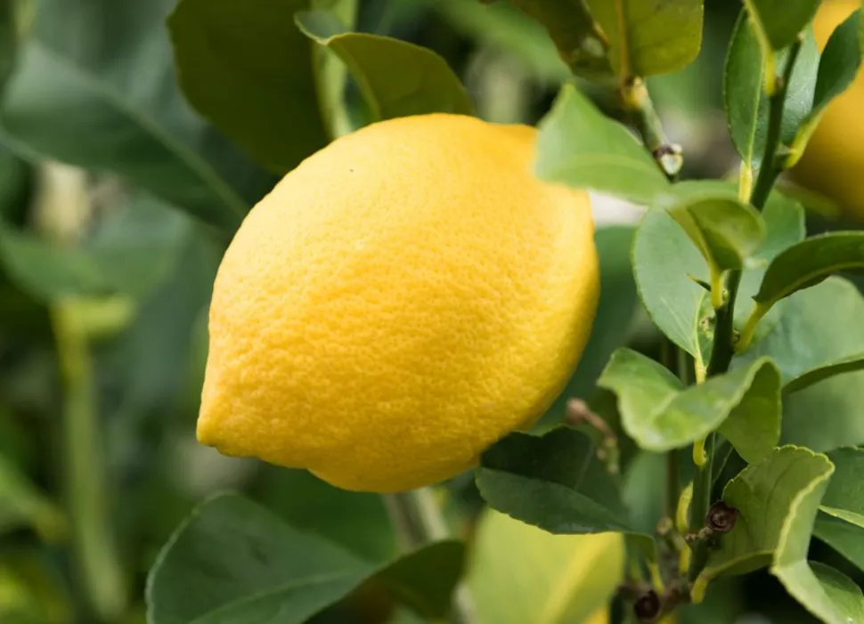 Zitronenbaum Citrus Limon 140-160Cm