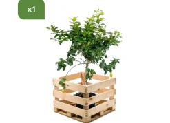 Zitronenbaum Citrus Limon 140-160Cm