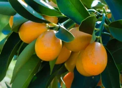 Zwergorangenbaum Citrus Fortunella Kumquat 140-160Cm