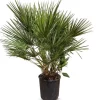 Zwergpalme Chamaerops Humilis 110-130Cm