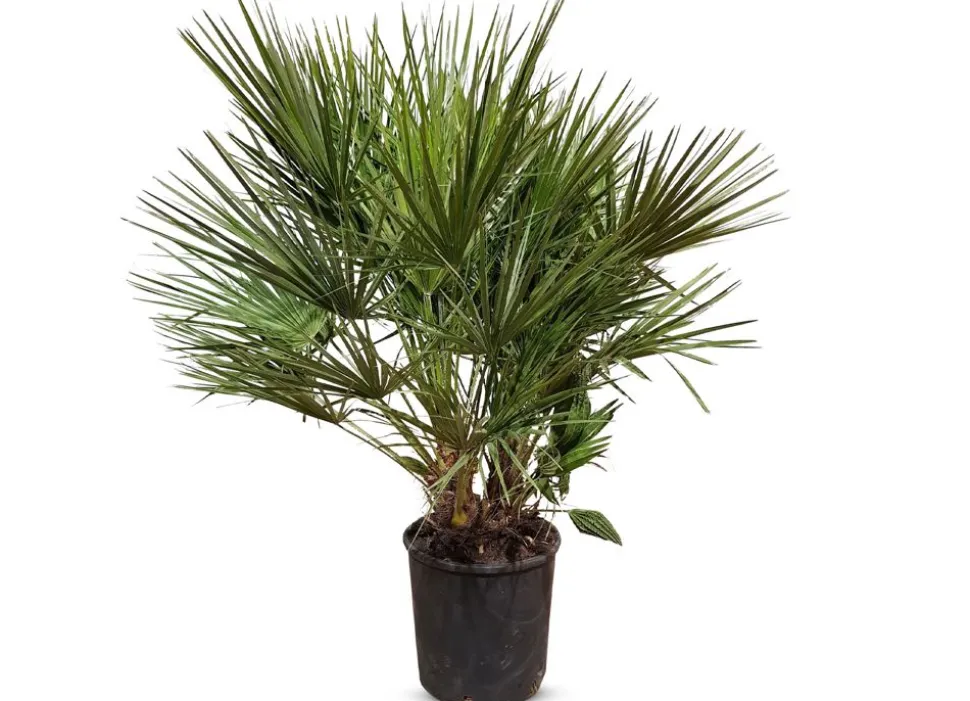 Zwergpalme Chamaerops Humilis 110-130Cm