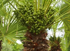 Zwergpalme Chamaerops Humilis 110-130Cm