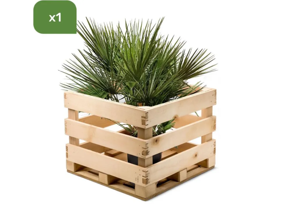 Zwergpalme Chamaerops Humilis 110-130Cm